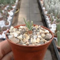 Avonia quinaria subs. alstonii CITES