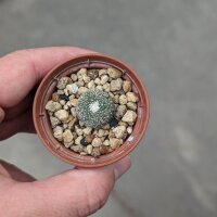 Blossfeldia campaniflora