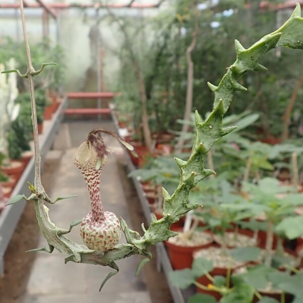 Ceropegia simoneae Madagaskar