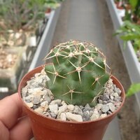 Echinocereus hempelii Buenaventura, Chihuahua, Mexiko