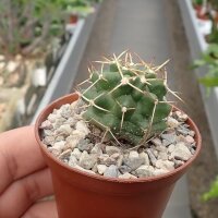 Echinocereus hempelii Buenaventura, Chihuahua, Mexiko