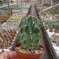 Echinocereus hempelii Buenaventura, Chihuahua, Mexiko