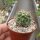 Echinocereus hempelii Buenaventura, Chihuahua, Mexiko