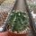 Echinocereus hempelii Buenaventura, Chihuahua, Mexiko