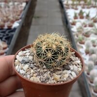 Thelocactus schwarzii Fortin Agrario, Tam, MEX