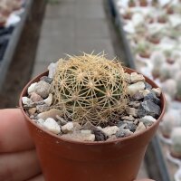 Thelocactus schwarzii Fortin Agrario, Tam, MEX