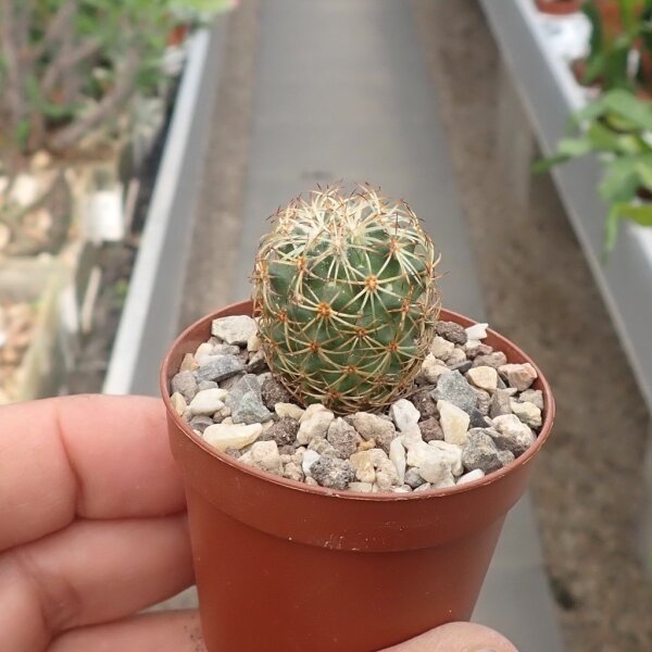 Coryphantha greenwoodii % n. part of Tehuacan-valley, PUE, MEX