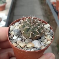 Gymnocalycium riojense ssp. guthianum BKS 48/6 Embalse...
