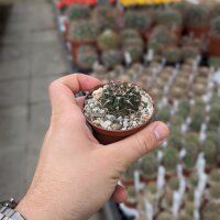 Gymnocalycium riojense ssp. guthianum BKS 48/6 Embalse Los Sauces to Villa Sanagasta, La Rioja, ARG, 860m