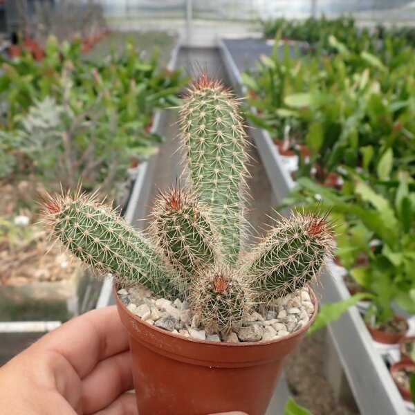 Echinocereus sanpedroensis Son, MEX
