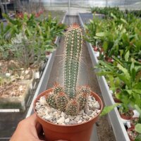 Echinocereus sanpedroensis Son, MEX