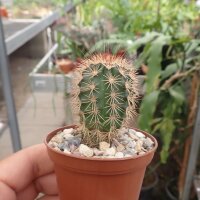 Echinocereus x lloydii Texas, USA