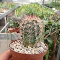Echinocereus x lloydii Texas, USA