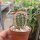 Echinocereus x lloydii Texas, USA