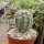 Echinocereus x lloydii Texas, USA