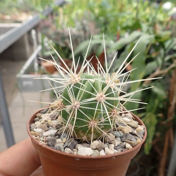 Echinocereus maritimus ssp. hancockii Hipolito, MEX