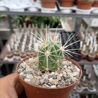 Echinocereus maritimus ssp. hancockii Hipolito, MEX