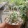 Echinocereus maritimus ssp. hancockii Hipolito, MEX