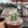 Echinocereus maritimus ssp. hancockii Hipolito, MEX