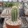 Echinocereus santaritensis Parker Lake, AZ, USA