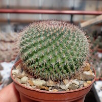 Mammillaria saetigera aff. Rog 432 Guamúchil,...
