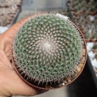 Mammillaria saetigera aff. Rog 432 Guamúchil,...