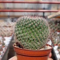Mammillaria saetigera aff. Rog 432 Guamúchil, Guanajuato, MEX