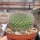 Mammillaria saetigera aff. Rog 432 Guamúchil, Guanajuato, MEX