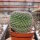 Mammillaria saetigera aff. Rog 432 Guamúchil, Guanajuato, MEX