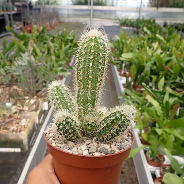 Echinocereus scheeri ssp. paridensis Choix Son., MEX