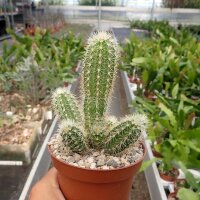Echinocereus scheeri ssp. paridensis Choix Son., MEX