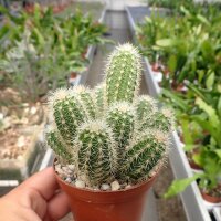 Echinocereus scheeri ssp. paridensis Choix Son., MEX