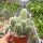 Echinocereus scheeri ssp. paridensis Choix Son., MEX