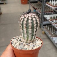 Echinocereus fitchii v. albertii Huasteca Canyon, NL, MEX