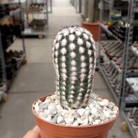 Echinocereus fitchii v. albertii Huasteca Canyon, NL, MEX