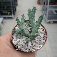 Huernia aff. macrocarpa