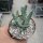 Huernia aff. macrocarpa