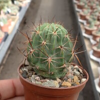 Lobivia pugionacantha