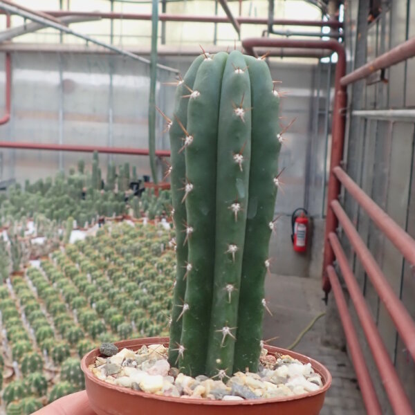 Trichocereus scopulicola