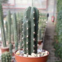 Trichocereus scopulicola
