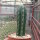 Trichocereus scopulicola