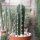 Trichocereus scopulicola