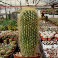 Notocactus leninghausii v. minor