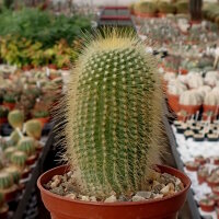 Notocactus leninghausii v. minor