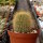 Notocactus leninghausii v. minor