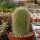 Notocactus leninghausii v. minor