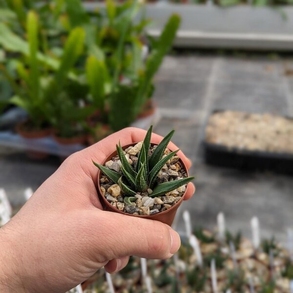 Haworthia herbacea