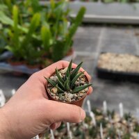 Haworthia herbacea