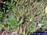 Haworthia herbacea