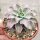 Echeveria cv. Maradiba